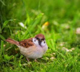 Environment, spring and sparrow in grass in nature for sustainability, lawn or wildlife ecosystem. Garden, fauna and closeup of animal in countryside for bird watching, conservation and park