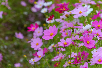 Obraz premium Blooming Cosmos Flowers in a Garden