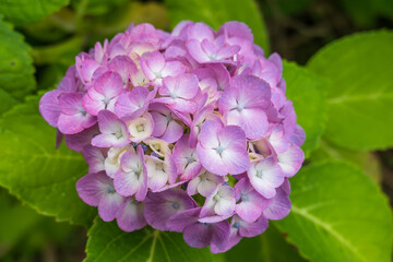 Vibrant Pink Hydrangea Bloom