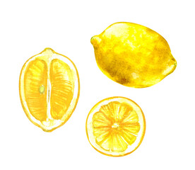 Hand drawn watercolor lemon fruit whole and half cut slice illustration. Tropical exotic fruit for food and drink background