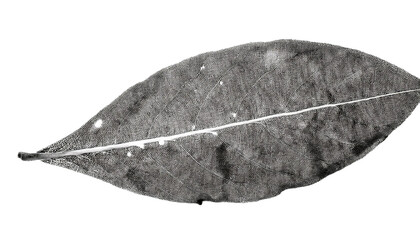 Bay Leaf Stippled Photocopy Texture Isolated Leaf Art on White