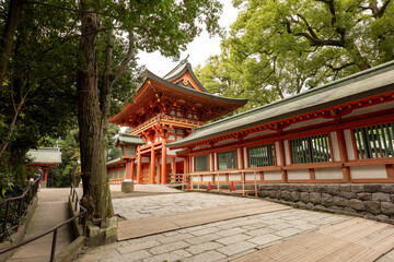 Fototapeta premium 埼玉県さいたま市氷川神社の参道