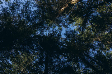 View from below, sky visible through tall trees in the forest