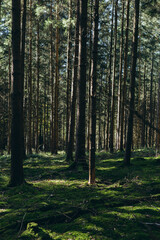 Spruce Tree Forest, Sunbeams through Fog illuminating Moss and Fern Covered Forest Floor,