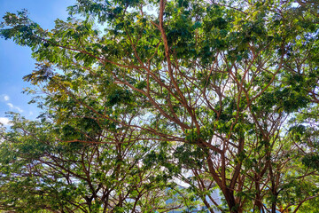 Fototapeta premium View of tree branches and blue sky