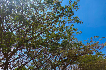 View of tree branches and blue sky