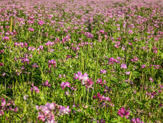 Fototapeta premium Blooming Field of Chinese Milk Vetch