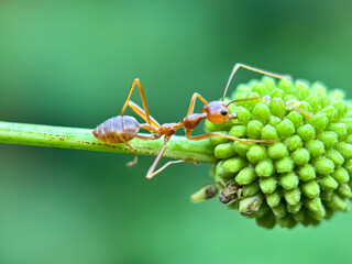 Close up of weaver ant (Oecophylla smaragdina), weaver ant or croto ant, macro shot of weaver ant walking on trees