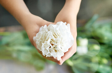 Hands, floral and florist with flower in shop for creativity, horticulture and sustainability. Growth, plant and person with white carnation with petals for botanical bloom for bouquet in store.