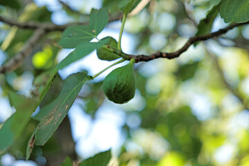 vista macro dei frutti maturi di una pianta di fichi, tra primavera e l'estate, di giorno