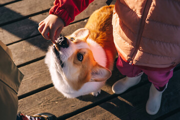 A child feeding a corgi treat while standing on a wooden deck during daylight hours