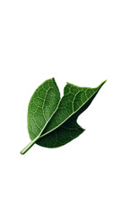 Fototapeta premium torn leaves isolated white background 