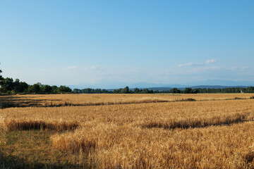 vista panoramica su un ambiente naturale di campagna in pianura nell'Italia nord-orientale, con diversi vasti campi coltivati con del grano maturo e dorato, a inizio estate, con il cielo sereno