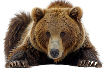 Brown bear resting on a white background in a calm pose