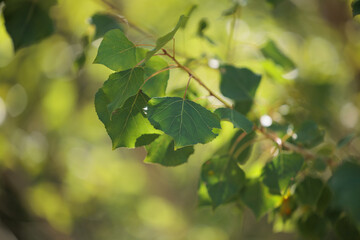 vista macro delle foglie verdi di un albero di pioppo, di giorno, in estate, su sfondo chiaro ed astratto