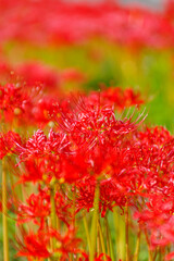 群生する彼岸花