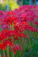 群生する彼岸花