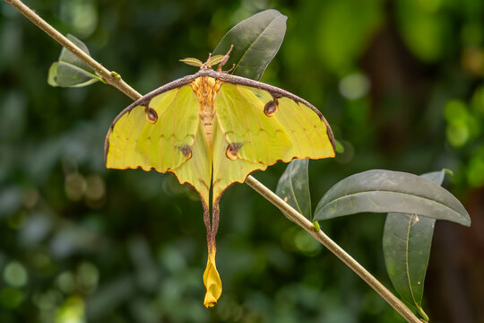 African moon moth - Argema mimosae, large beautiful green silk moth from African forests and woodlands, Uganda.