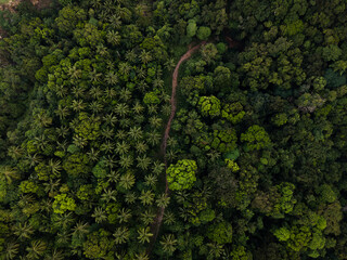 Rainforest from drone