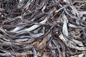 Kelp Seaweed residue on the beach of Cape of Good Hope