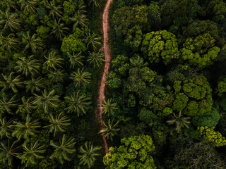 Rainforest from drone