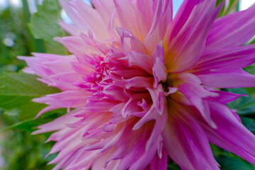 Vibrant Pink Dahlia in Full Bloom