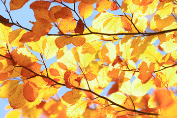 Golden autumn leaves on tree at beautiful sunny day