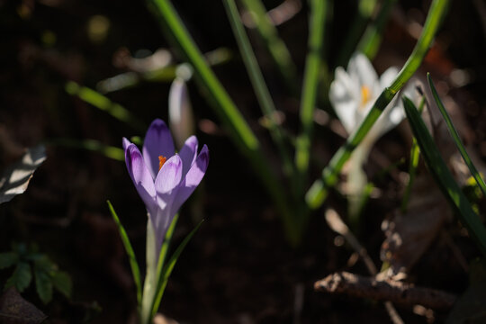 vista macro di un gruppo di crocchi bianchi e viola in un ambiente naturale di campagna, nell'Italia nord orientale, di mattina, a inizio primavera