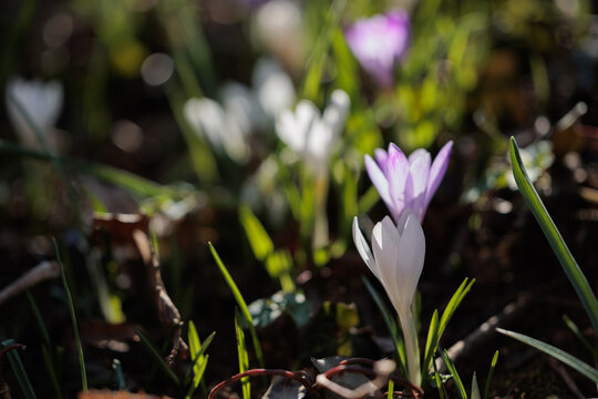 vista macro di un gruppo di crocchi bianchi e viola in un ambiente naturale di campagna, nell'Italia nord orientale, di mattina, a inizio primavera