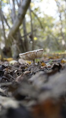 growing white oyster mushrooms in the greenhouse, cultivation, mushrooms growth , close up