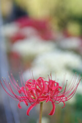 群生する彼岸花