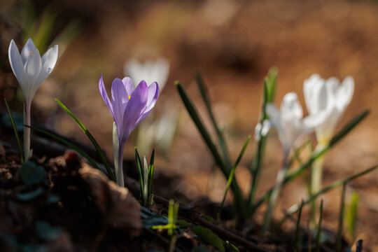 vista macro di un piccolo gruppo di crocchi viola e bianchi in un ambiente naturale di campagna, nell'Italia nord orientale, di mattina, a inizio primavera