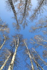 Birch forest in autumn in Russia