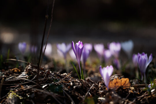 vista macro di un folto gruppo di crocchi viola e bianchi in un ambiente naturale di campagna, nell'Italia nord orientale, di mattina, a inizio primavera