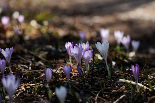 vista macro di un folto gruppo di crocchi viola e bianchi in un ambiente naturale di campagna, nell'Italia nord orientale, di mattina, a inizio primavera