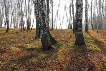 Birch trees in the morning in autumn in Siberia