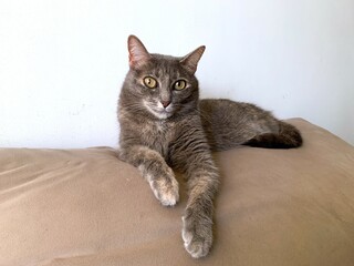 Gray cat lying on the sofa, domestic cat. Feline 