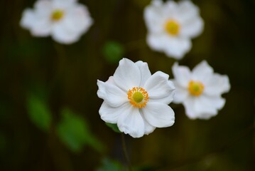 キブネギク（貴船菊）白 シュウメイギク