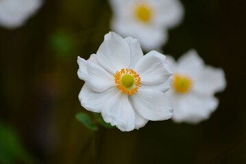 キブネギク（貴船菊）白 シュウメイギク