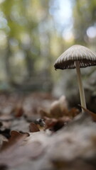 mushrooms, Red fly in the forest. Mushroom in the forest. A fly agaric mushroom. Shamanic mushroom.