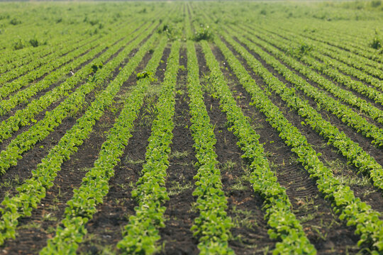 vista dettagliata in prospettiva di tantissime piccole piante dalle foglie verdi che crescono in primavera in un campo coltivato