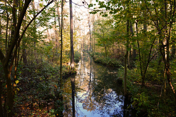 Der Spreewald im Herbst mit wunderschöner Spiegelung der Bäume in dem Fließ