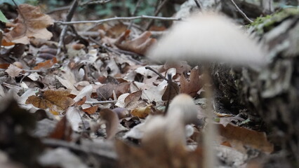 mushrooms, Red fly in the forest. Mushroom in the forest. A fly agaric mushroom. Shamanic mushroom.