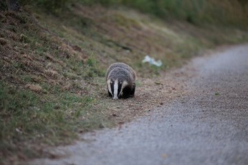 ritratto di un tasso in primo piano, visto frontalmente, mentre si sposta ed annusa il terreno in un ambiente naturale di campagna nell'Italia nord orientale, in estate © PhotoMet