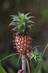 La Reunion island, small pineapple on the plant, exotic fruit
