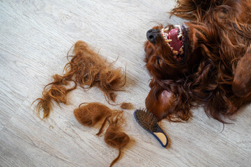 Autumn shedding of a dog. Fur allergy concept. Combing Irish Setter