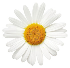 PNG Chamomile flower daisy petal plant.