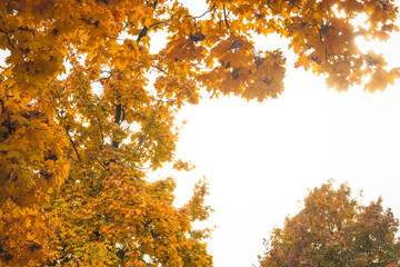 A truly picturesque view displaying vibrant autumn leaves in stunning golden hues, beautifully...