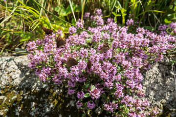 Obraz premium vista macro frontale di una pianta con tanti piccoli fiori di colore rosa, di giorno, in un ambiente naturale, in primavera