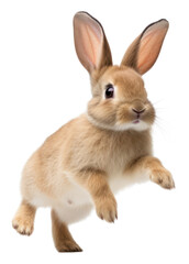Obraz premium PNG Bunny animal mammal rodent.